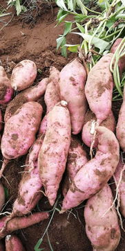 綠色餐桌的甜蜜承諾 源自田園的無(wú)公害紅薯